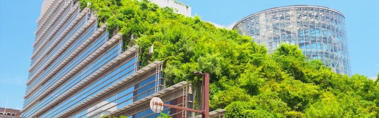 Les toitures végétalisées : quand la nature revient en ville